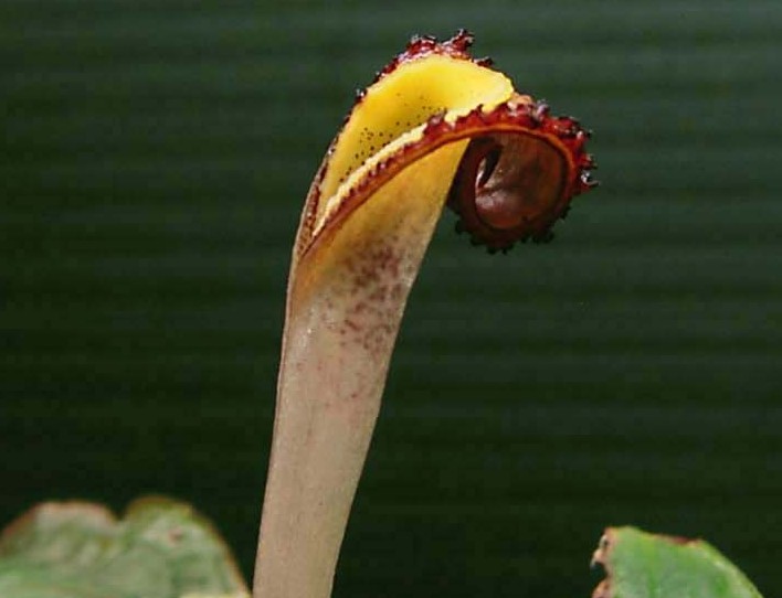 クリプトコリネ pallidinervia