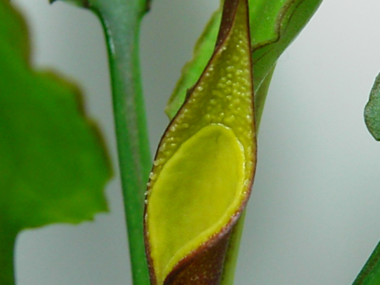 クリプトコリネ pontederiifolia